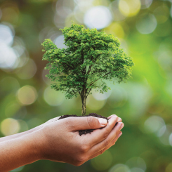 Hand holding sapling